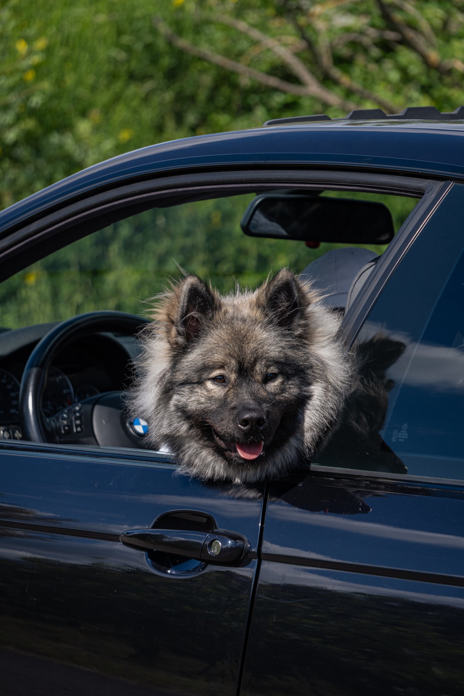 Chien en extérieur